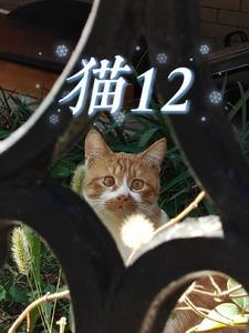 猫12小时不吃喝可以吗