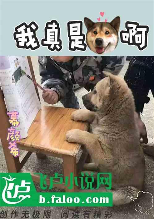我是真的狗什么意思